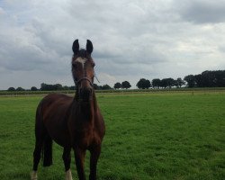 broodmare Whitney (Oldenburg, 1999, from Promotion)