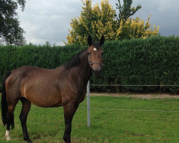 broodmare Finesse (Oldenburg, 2002, from Fürst Heinrich)