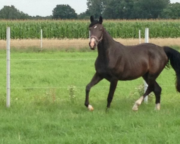 broodmare Fiona (Oldenburg, 2015, from Daily Deal)