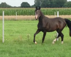 broodmare Fiona (Oldenburg, 2015, from Daily Deal)