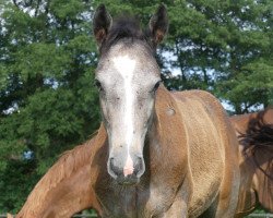 Springpferd Czack PST (Westfale, 2017, von Cassus 2)