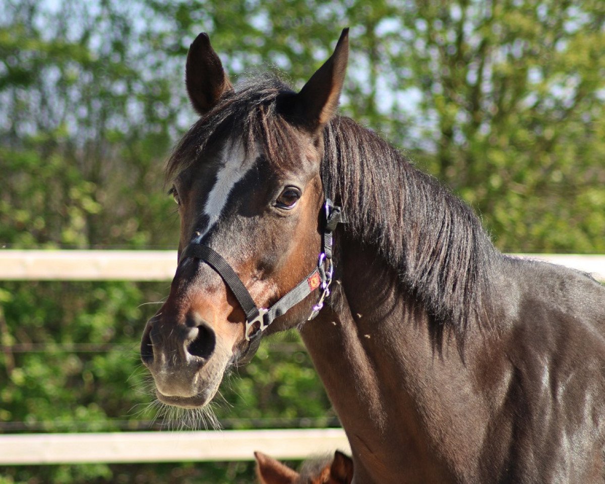 Zuchtstute Colette (Deutsches Reitpony, 1997, von Chantre B)