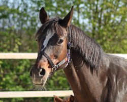 broodmare Colette (German Riding Pony, 1997, from Chantre B)