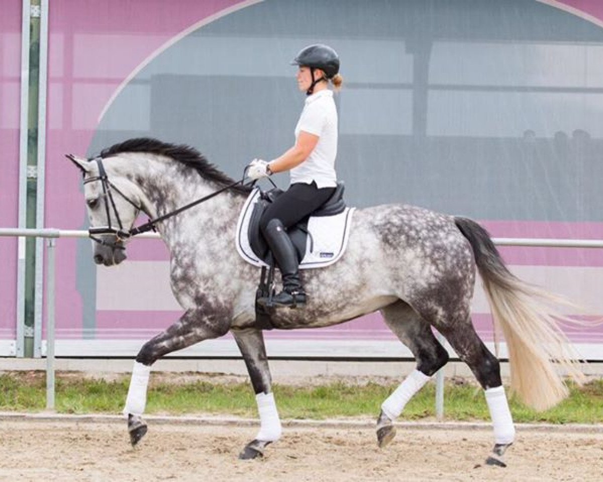 dressage horse Elaja JS (Hanoverian, 2010, from Escudo I)