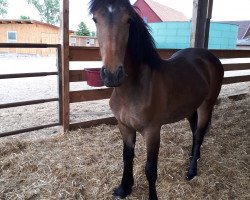 Pferd PJ's Brownie (Barockpinto, 2016, von Blues Heaven)