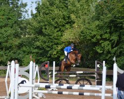 jumper Luke Skywalker 75 (Oldenburg show jumper, 2011, from Levisonn 208 FIN)