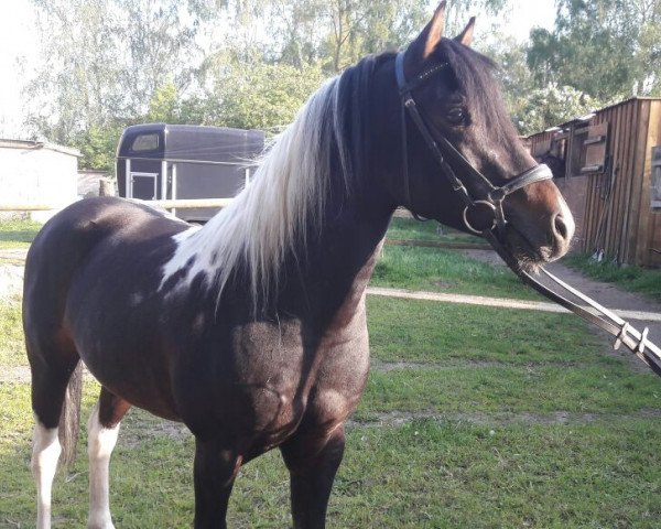 stallion Anestro (Lewitzer, 2012, from Alswin)