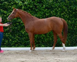 broodmare Dolce Vita 160 (Württemberger, 2003, from Dark Dream)