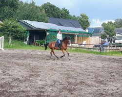 jumper Quadoro K (Holsteiner, 2011, from Quadros 3)