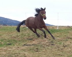 broodmare Esprit (German Sport Horse, 2007, from Dr. Jackson D)