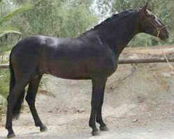 stallion Arashi (Pura Raza Espanola (PRE), 2013)