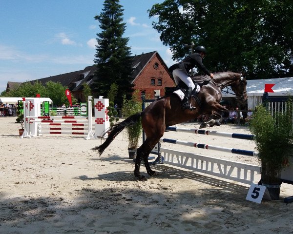 jumper Cetheno W (German Sport Horse, 2012, from Cezaro)