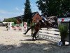 jumper Cetheno W (German Sport Horse, 2012, from Cezaro)