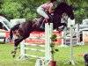 jumper Lamour (Hessian Warmblood, 2004, from Latouro)