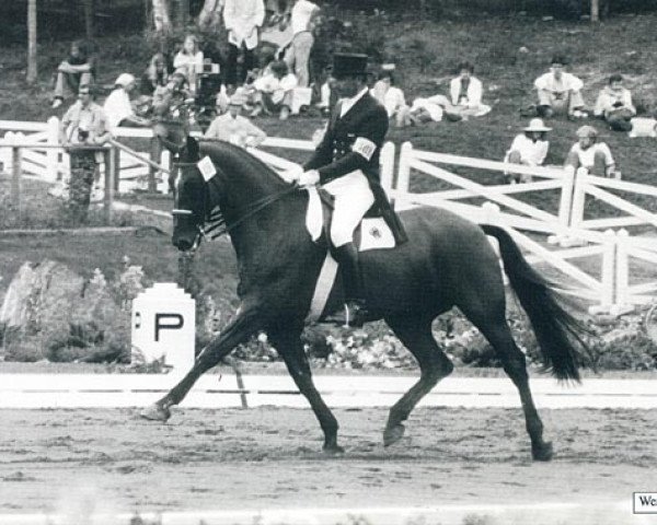 horse Mehmed 3 (Hanoverian, 1961, from Ferdinand)