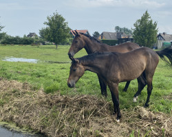 dressage horse Santimes (Hanoverian, 2019, from Sandro Hit)