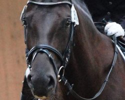 dressage horse Etoile 80 (Westphalian, 2007, from Ehrenpreis)