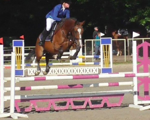 jumper Liberte van de Molendreef (Belgian Warmblood, 2011, from Cooper van de Heffinck)