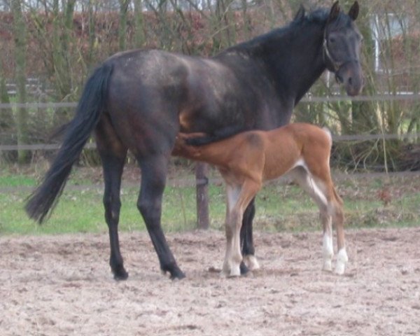 broodmare Babu (KWPN (Royal Dutch Sporthorse), 2006, from Ukato)