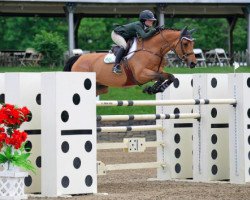 Springpferd Huckleberry (Dänisches Warmblut, 2006)