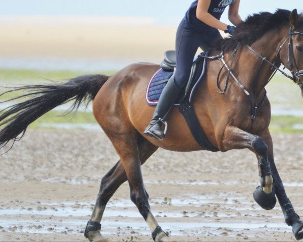 dressage horse Anton 183 (Holsteiner, 1998, from Ariadus)