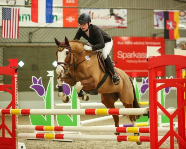 jumper Toutsi (Irish Sport Horse, 2006)