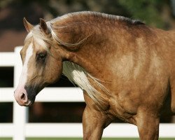 Deckhengst Wimpys Little Step (Quarter Horse, 1999, von Nu Chex To Cash)