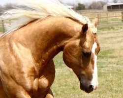 Deckhengst Wimpys Top Gun (Quarter Horse, 2010, von Wimpys Little Step)