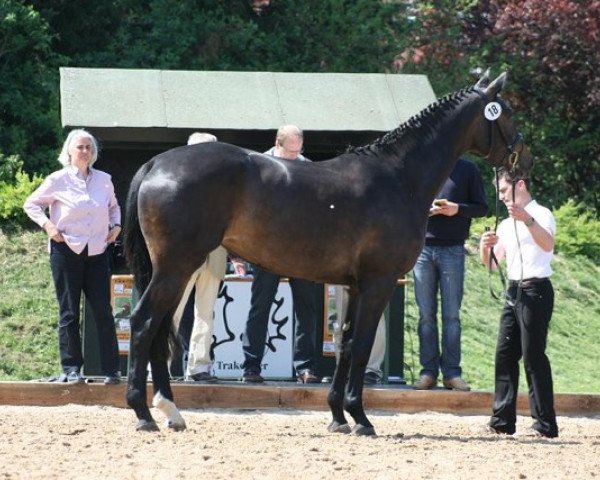 Zuchtstute Herzenswunsch (Trakehner, 2006, von King Arthur TSF)