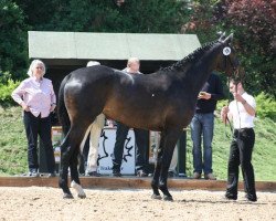 broodmare Herzenswunsch (Trakehner, 2006, from King Arthur TSF)