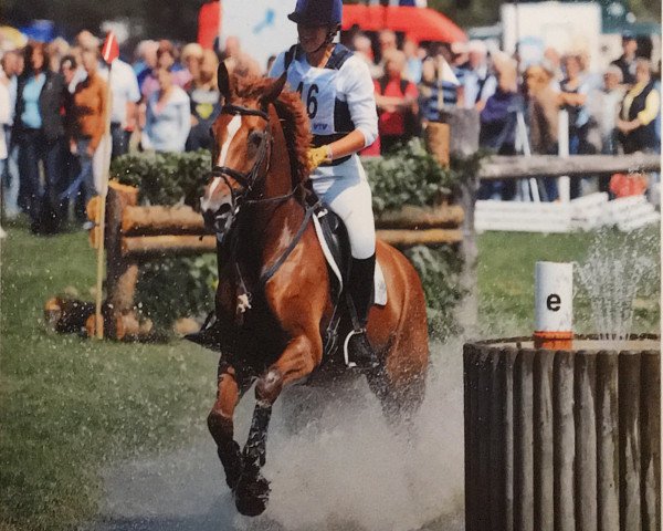 jumper Ravenna 317 (Hanoverian, 2000, from Regazzoni)