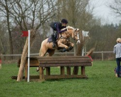 Springpferd Whitney L (Deutsches Reitpony, 2009, von Joldis Charmant)