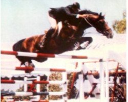 stallion E'sop's Fable (KWPN (Royal Dutch Sporthorse), 1986, from Le Mexico)