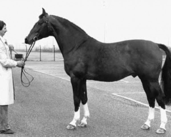 Deckhengst Ivanhoe (Koninklijk Warmbloed Paardenstamboek Nederland (KWPN), 1967, von Amor)