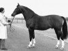 stallion Ivanhoe (KWPN (Royal Dutch Sporthorse), 1967, from Amor)