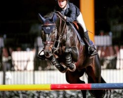 jumper Diadeem (KWPN (Royal Dutch Sporthorse), 2008, from Whitaker)