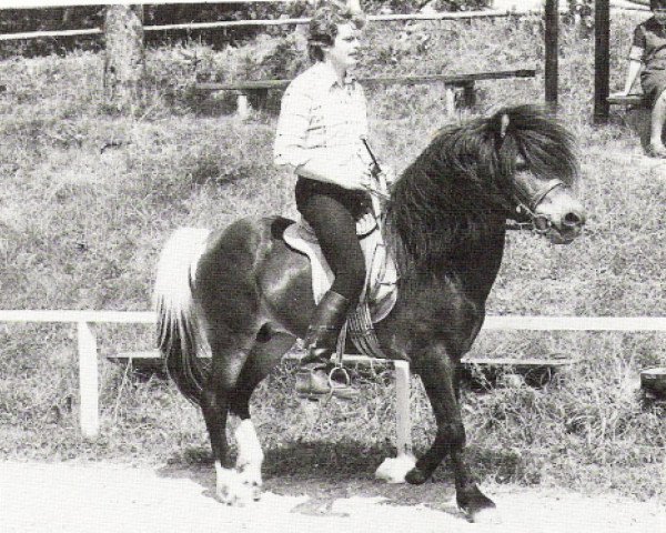 stallion Skotti frá Hesti (Iceland Horse, 1964, from Nökkvi frá Hólmi)