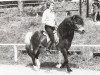 stallion Skotti frá Hesti (Iceland Horse, 1964, from Nökkvi frá Hólmi)