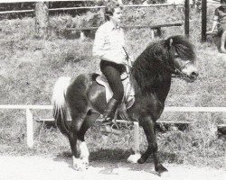 Deckhengst Skotti frá Hesti (Islandpferd, 1964, von Nökkvi frá Hólmi)