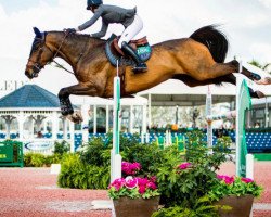 Springpferd Hitchcock vd Broekkant (Belgisches Warmblut, 2007, von Canturo)