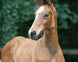 broodmare Esther (Westphalian, 2017, from Escolar)