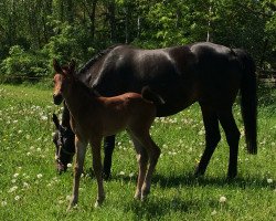 horse Passito (Mecklenburg, 2017, from Papellito xx)