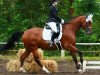 jumper Saphir 426 (Czech Warmblood, 2010, from Quick Lauro Z)