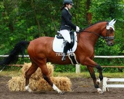 Springpferd Saphir 426 (Tschechisches Warmblut, 2010, von Quick Lauro Z)