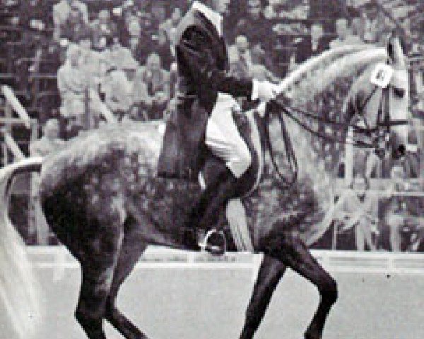 Pferd Antoinette (Holsteiner, 1955, von Anblick xx)