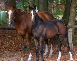 broodmare Necochea II (Oldenburg, 2004, from Bmc Don Cardinale)