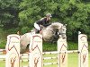 jumper Gino 633 (Hanoverian, 2012, from Grey Top)