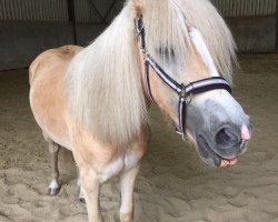 Pferd Strawberry (Haflinger, 2014, von Step Dancer)