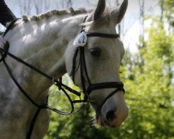 jumper Larimo 6 (polish noble half-breed, 2010, from Larron)