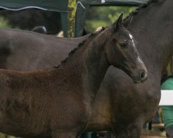 Deckhengst Corridas DB (Oldenburger Springpferd, 2017, von Corrinaro)